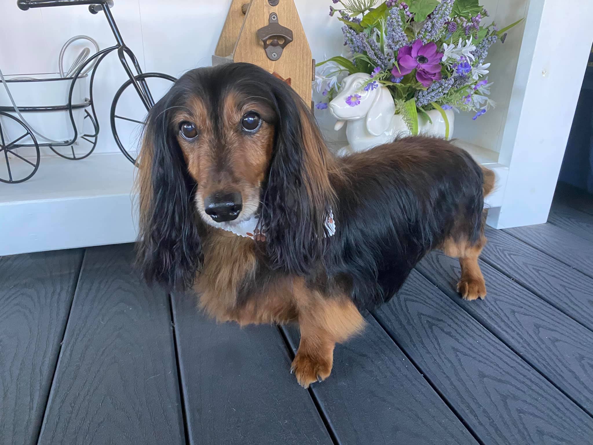 Long haired best sale dachshund grooming styles